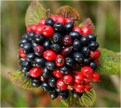 Kalina hordowina Vibrunum lantana