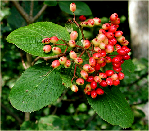 Kalina hordowina Vibrunum lantana