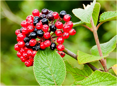Kalina hordowina Vibrunum lantana