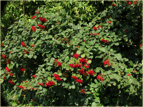 Kalina hordowina Vibrunum lantana