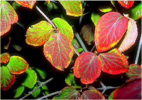 Kalina hordowina Vibrunum lantana