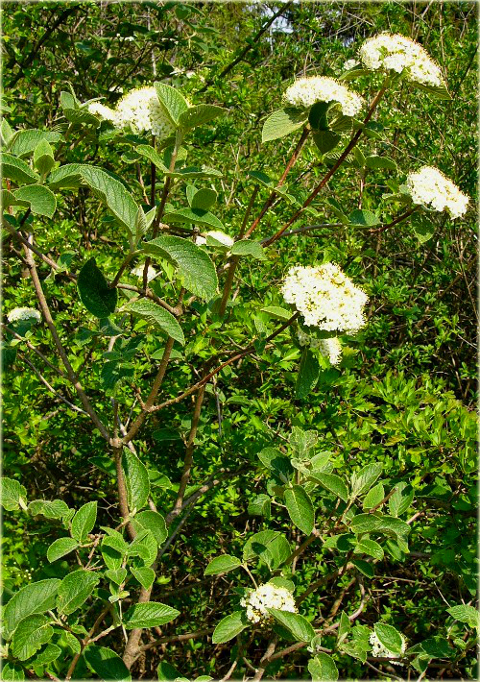 Kalina hordowina Vibrunum lantana
