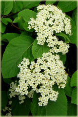 Kalina hordowina Vibrunum lantana