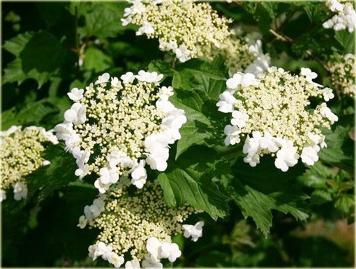 Kalina koralowa Nanum Viburnum opulus Nanum