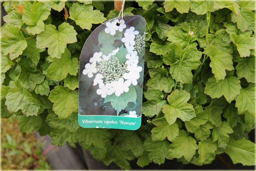 Kalina koralowa Nanum Viburnum opulus Nanum