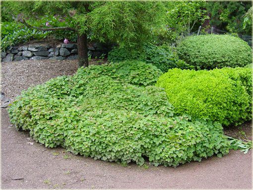 Kalina koralowa Nanum Viburnum opulus Nanum