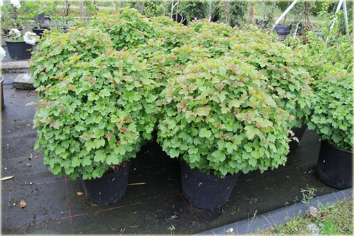 Kalina koralowa Nanum Viburnum opulus Nanum