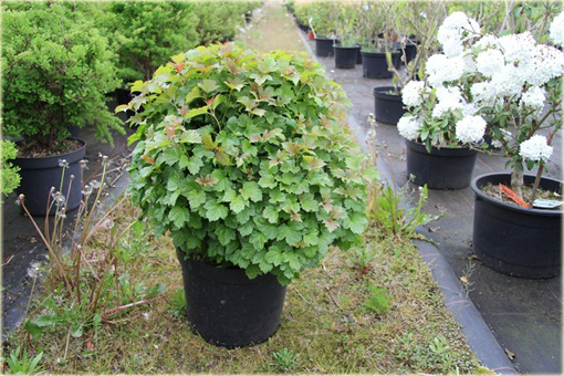 Kalina koralowa Nanum Viburnum opulus Nanum