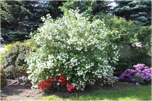 Kalina koralowa Roseum Viburnum opulus