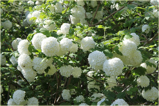 Kalina koralowa Roseum Viburnum opulus