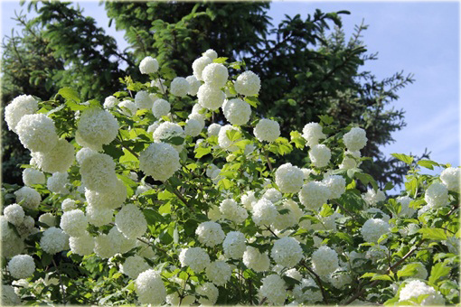 Kalina koralowa Roseum Viburnum opulus