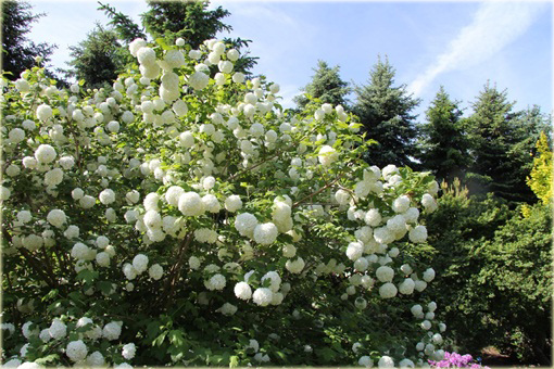 Kalina koralowa Roseum Viburnum opulus