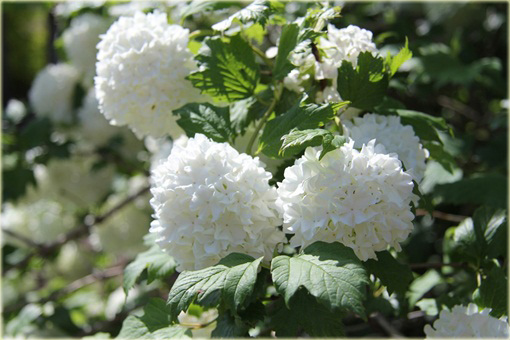 Kalina koralowa Roseum Viburnum opulus