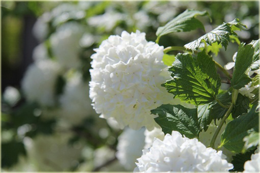 Kalina koralowa Roseum Viburnum opulus