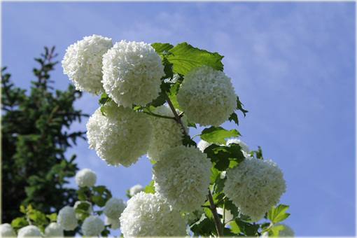 Kalina koralowa Roseum Viburnum opulus