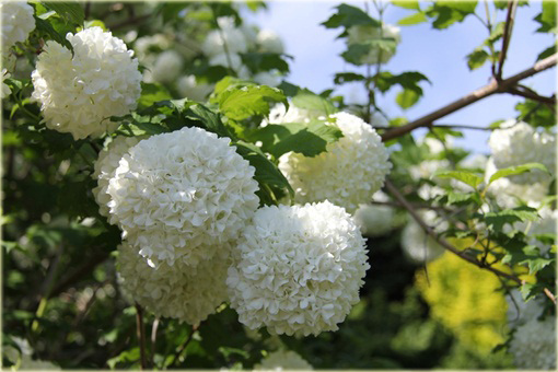 Kalina koralowa Roseum Viburnum opulus