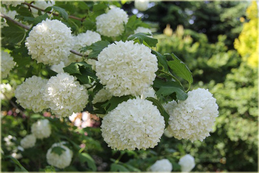 Kalina koralowa Roseum Viburnum opulus