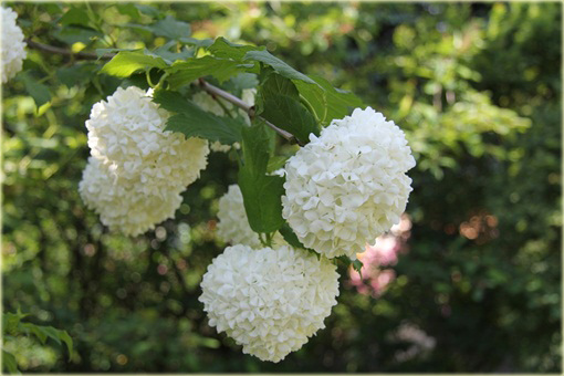 Kalina koralowa Roseum Viburnum opulus