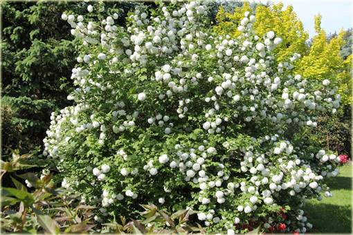 Kalina koralowa Roseum Viburnum opulus