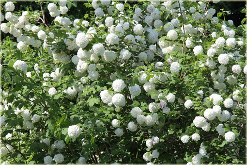 Kalina koralowa Roseum Viburnum opulus