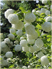 Kalina koralowa Roseum Viburnum opulus