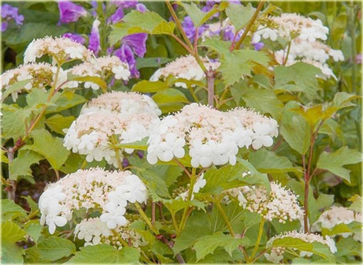 Kalina koralowa żółta Viburnum opulus lutea