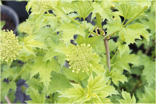 Kalina koralowa żółta Viburnum opulus lutea
