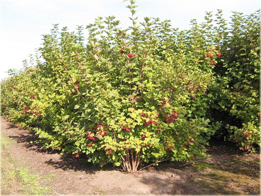 Kalina koralowa żółta Viburnum opulus lutea