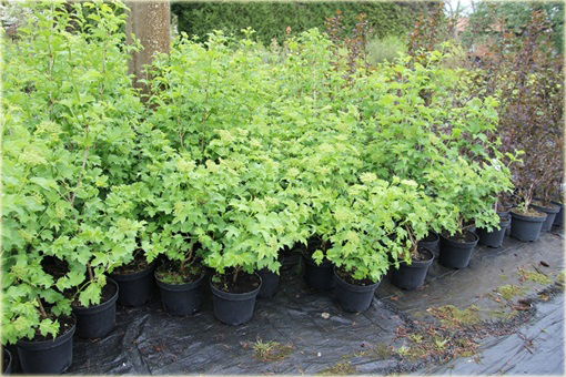 Kalina koralowa żółta Viburnum opulus lutea