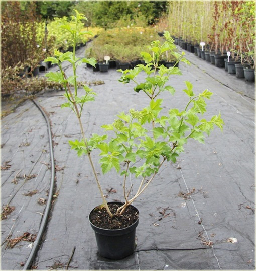 Kalina koralowa żółta Viburnum opulus lutea