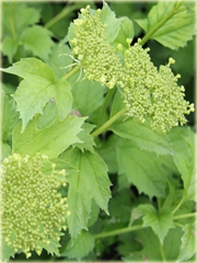 Kalina koralowa żółta Viburnum opulus lutea