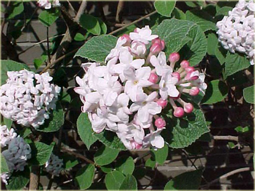 Kalina koreańska Aurora Viburnum carlesii Aurora