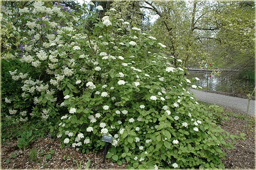 Kalina koreańska Aurora Viburnum carlesii Aurora