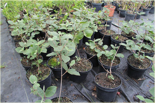 Kalina koreańska Aurora Viburnum carlesii Aurora