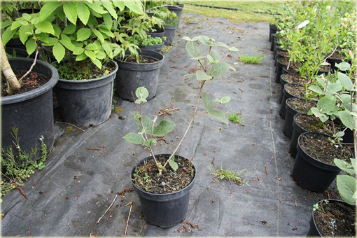 Kalina koreańska Aurora Viburnum carlesii Aurora