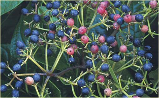 Kalina koreańska Aurora Viburnum carlesii Aurora