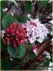 Kalina koreańska Aurora Viburnum carlesii Aurora