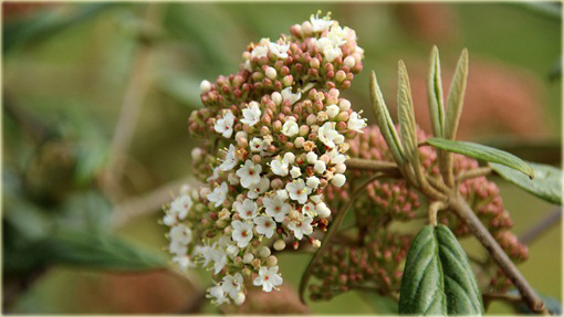 Kalina praska Viburnum pragense