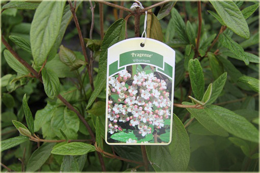 Kalina praska Viburnum pragense