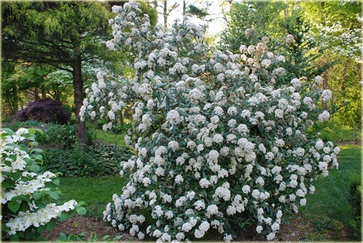 Kalina praska Viburnum pragense