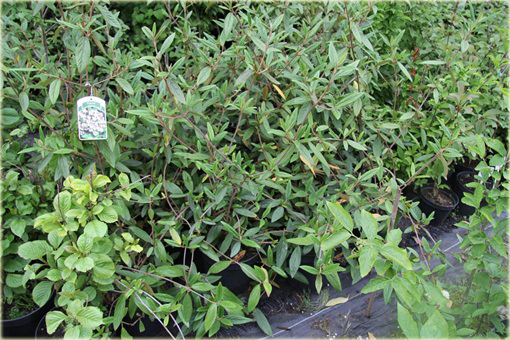 Kalina praska Viburnum pragense