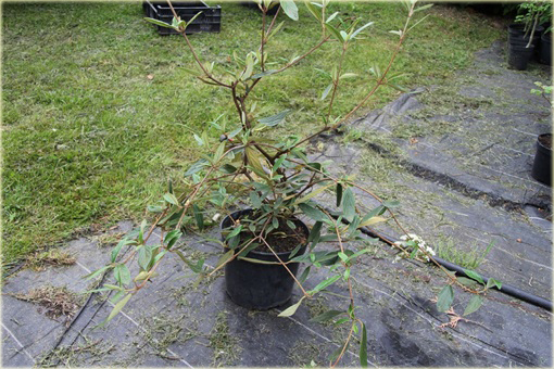 Kalina praska Viburnum pragense