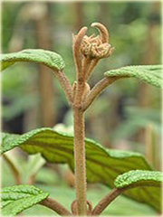 Kalina praska Viburnum pragense