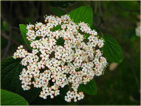 Kalina sztywnolistna Vibrunum rhytidophyllum