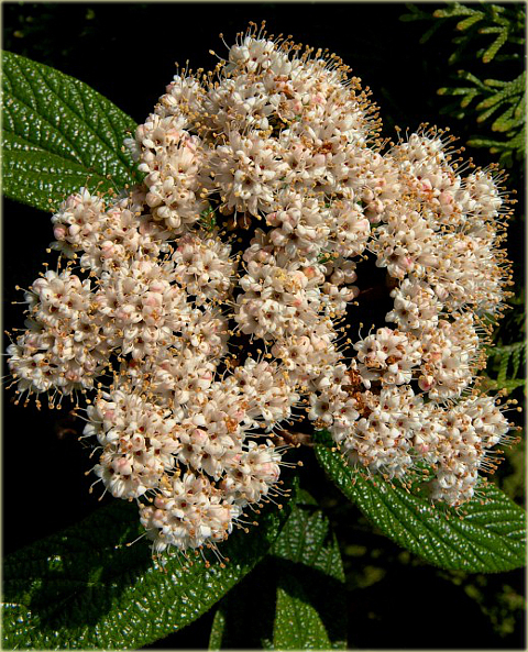 Kalina sztywnolistna Vibrunum rhytidophyllum