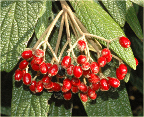 Kalina sztywnolistna Vibrunum rhytidophyllum