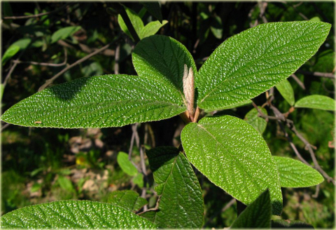 Kalina sztywnolistna Vibrunum rhytidophyllum