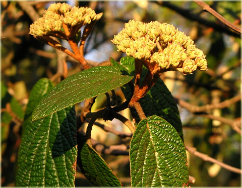 Kalina sztywnolistna Vibrunum rhytidophyllum