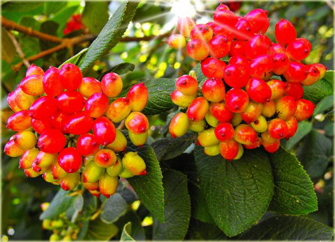 Kalina sztywnolistna Vibrunum rhytidophyllum