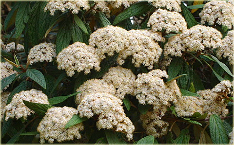 Kalina sztywnolistna Vibrunum rhytidophyllum